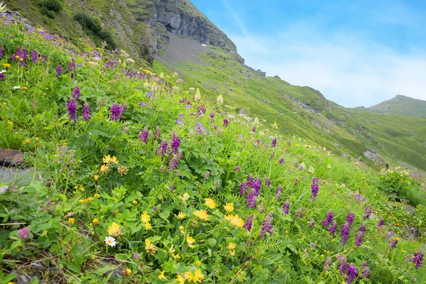 Łąka Polnych Kwiatów Górach Mannlichen Różowy Corydalis Żółty Melilot Folia — Zdjęcie stockowe