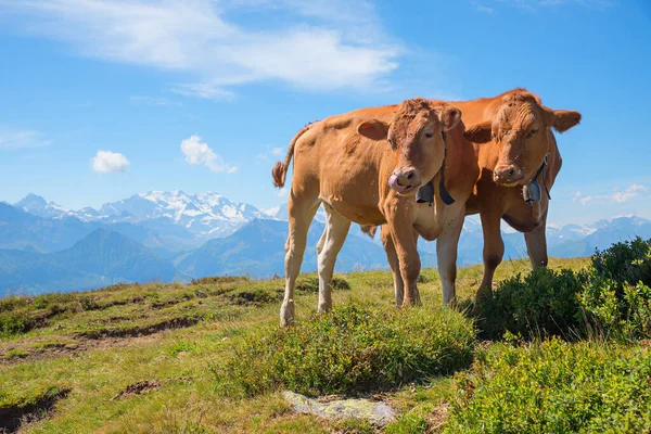 Duas Vacas Leiteiras Marrons Pasto Alpino Montanha Niederhorn Paisagem Idílica — Fotografia de Stock