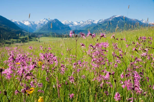 Łąka Wiosenna Różowymi Kwiatami Lychnis Górski Krajobraz Algau Pobliżu Oberstdorf — Zdjęcie stockowe