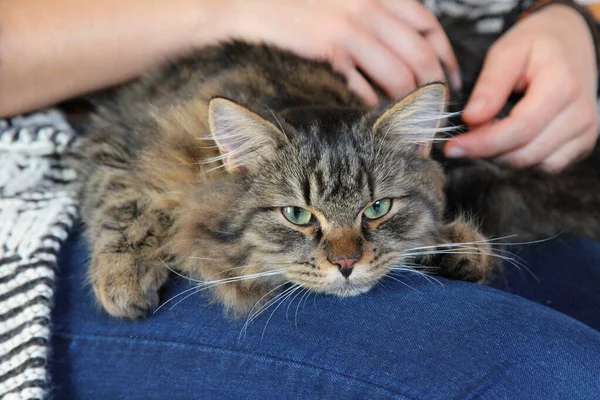 Fluffy Brown Siberian Cat Sitting Lap Crawling — Stock Photo, Image