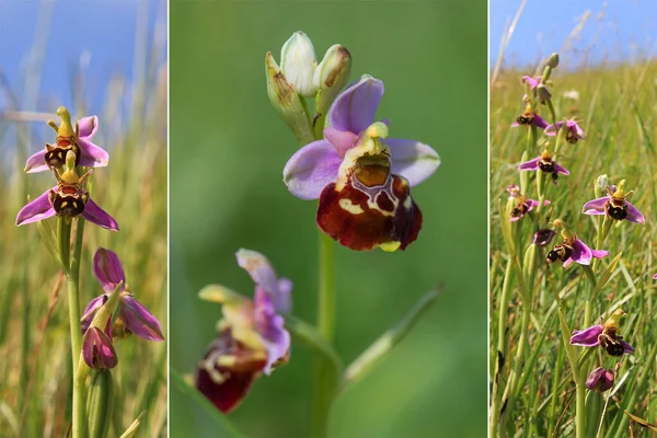 Collage Con Tre Parti Raramente Fiori Selvatici Ape Orchidea — Foto Stock