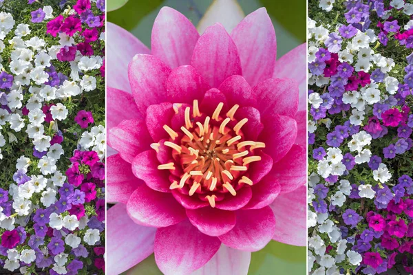 3つの部分でコラージュ ピンクの睡蓮とカラフルなペチュニアの花 — ストック写真