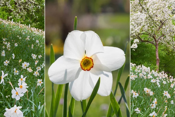 Collage Våren Färgglada Blommor Parken Och Rosa Tulpaner — Stockfoto