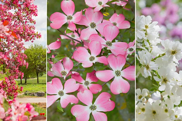 three parts collage - spring landscape in the park. blooming crab apple, pink dogwood tree  blossoms and white blooming bush