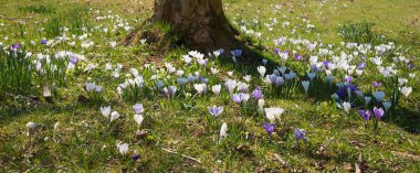 bahar crocus beyaz ve mor, parkta, panorama formatı