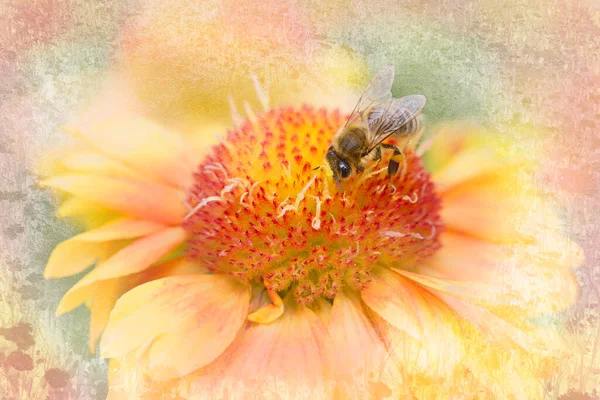 Gaillardia Grandiflora Amarelo Perfumado Com Abelha Mel Fundo Texturizado Meios — Fotografia de Stock