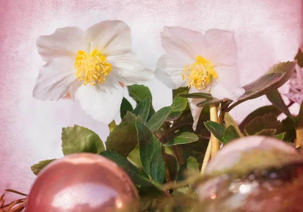 Christmas Card Design Helleborus Flowers Pink Baubles Textured Background — Stock Photo, Image