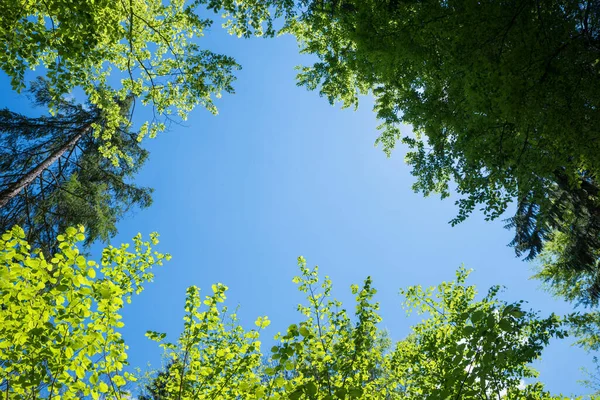 tree crowns in springlike green, view from bottom up. fir and beech leaves. blue sky with copy space in the middle