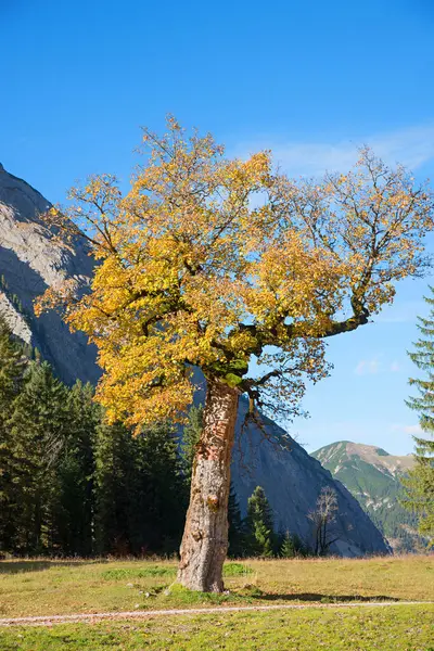 Ahornbaum Mit Goldglänzenden Blättern Ahornbodental Karwendel Touristenziel Tirol — Stockfoto
