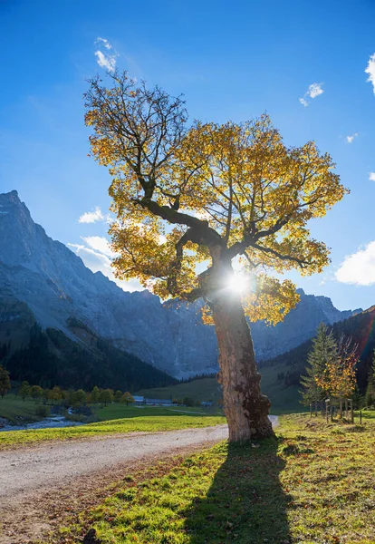 秋の風景の中にあるアホーンボーデン渓谷のカエデの巨木カーウェンデル山 — ストック写真