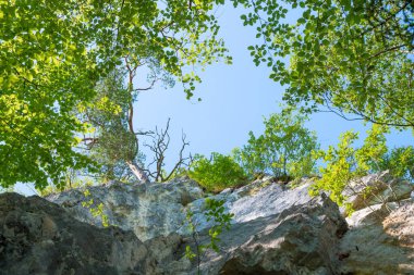 Bir vadinin dik kayalık yüzeyi ve dalları yeşil kayın yapraklarıyla, aşağıdan yukarıya bakıyor.