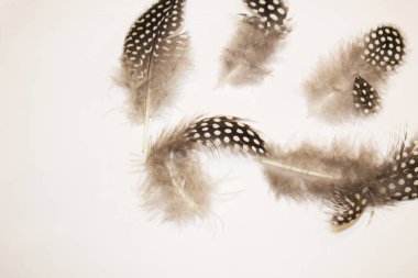 Renkli egzotik kuş tüyü deseni.