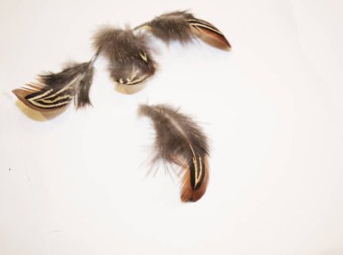 Beyaz arka planda zarif egzotik tüyler.