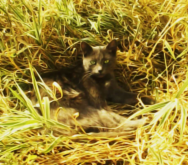 Otların Arasına Saklanmış Komik Siyah Kedi — Stok fotoğraf