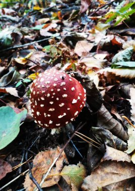Ormanda kırmızı egzotik zehirli mantar.