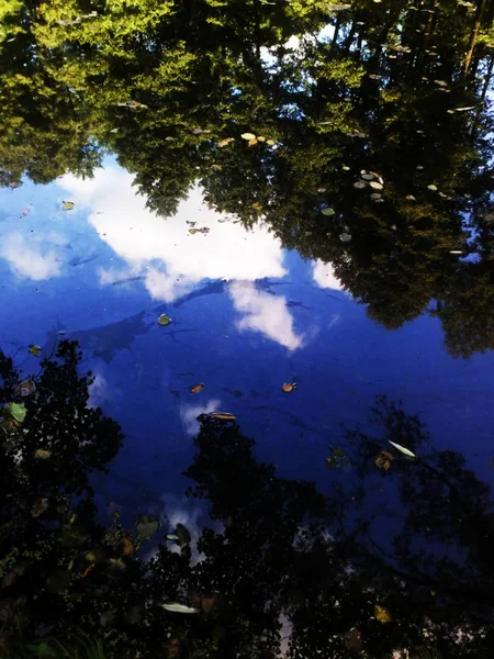 Floresta Árvores Perto Lago Azul — Fotografia de Stock