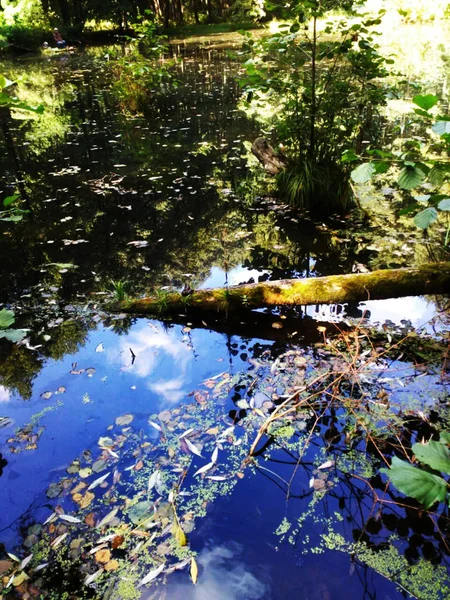Bela Paisagem Florestal Com Lago Selvagem — Fotografia de Stock