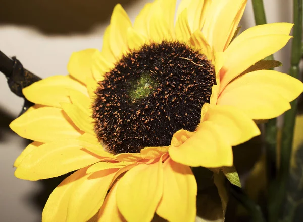 Bright Yellow Valentine Day Sunflower — 스톡 사진