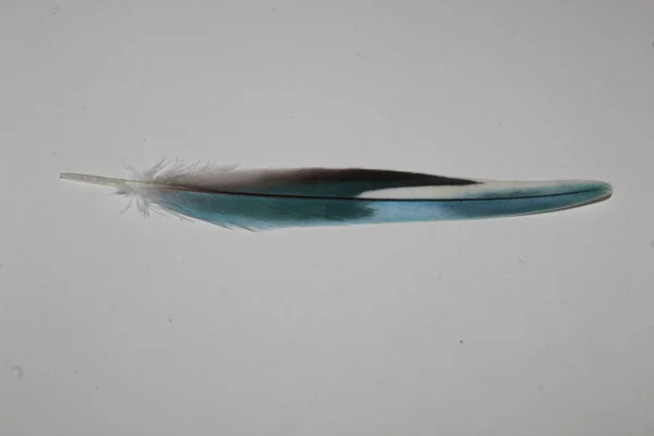 Blue Textured Feather Isolated White Background — Stock Photo, Image