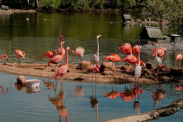 Mny Pink Flamingo Lake — 스톡 사진