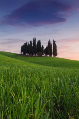 Cypress tipik Tuscany manzara bahar günbatımı, ağaçlar