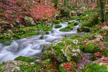 Dağ dere Triglav Ulusal Parkı sonbahar ormanında