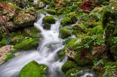 Dağ dere Triglav Ulusal Parkı sonbahar ormanında