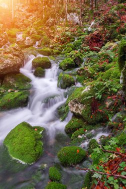 Dağ dere Triglav Ulusal Parkı sonbahar ormanında