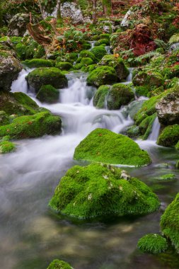 Dağ dere Triglav Ulusal Parkı sonbahar ormanında