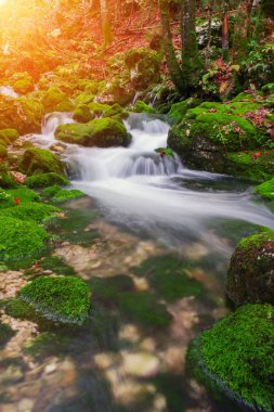 Dağ dere Triglav Ulusal Parkı sonbahar ormanında