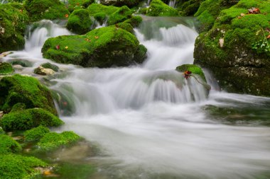 Dağ dere Triglav Ulusal Parkı sonbahar ormanında