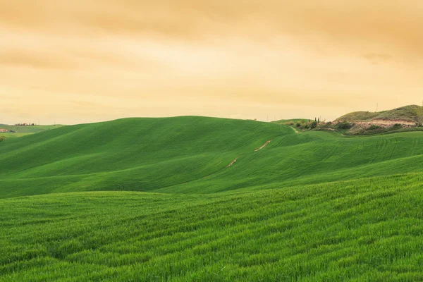 Tipikus Tuscany táj tavaszi napkeltekor — Stock Fotó