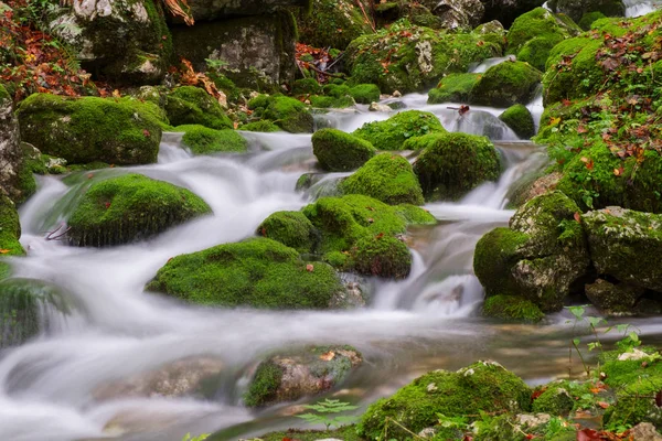 Dağ dere Triglav Ulusal Parkı sonbahar ormanında — Stok fotoğraf