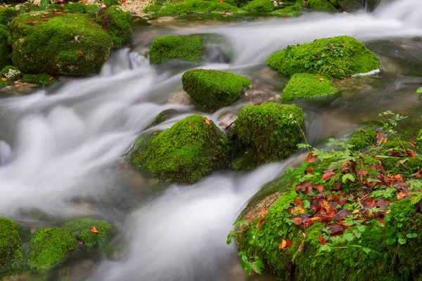 Mountain creek in the autumn forest in Triglav national park — Stock Photo, Image