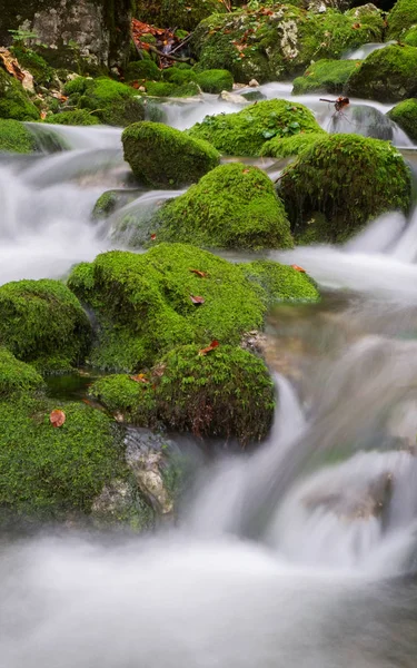 Dağ dere Triglav Ulusal Parkı sonbahar ormanında — Stok fotoğraf