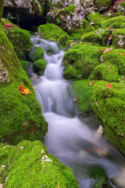 Arroyo de montaña en el bosque de otoño en el parque nacional de Triglav —  Fotos de Stock