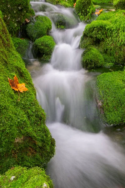Mountain creek in the autumn forest in Triglav national park — Stock Photo, Image