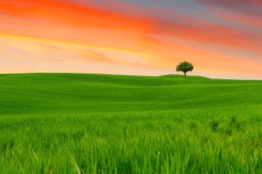 Tuscany manzara, güzel yeşil tepeler ve yalnız ağaç springt