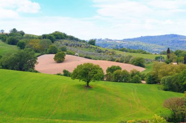 Tuscany manzara, güzel yeşil tepeler ve yalnız ağaç springt