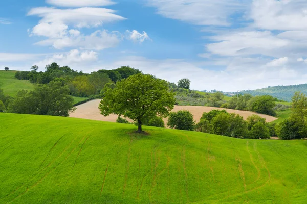 Toskanische Landschaft, wunderschöne grüne Hügel und einsame Baumspitzen — Stockfoto