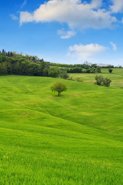 Paisaje en Toscana, hermosas colinas verdes y solitaria primavera de árboles —  Fotos de Stock