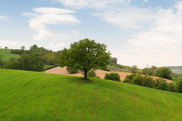 Toskanische Landschaft, wunderschöne grüne Hügel und einsame Baumspitzen — Stockfoto