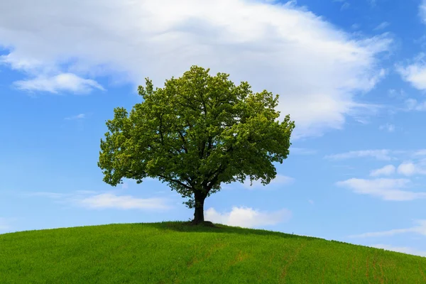 Tuscany manzara, güzel yeşil tepeler ve yalnız ağaç springt
