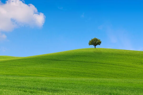 Paisaje en Toscana, hermosas colinas verdes y solitaria primavera de árboles —  Fotos de Stock