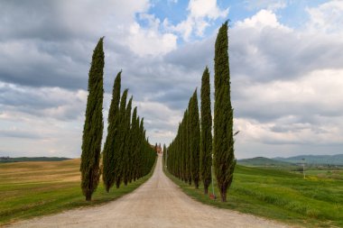 Tuscany manzara, güzel yeşil tepeler ve servi ağacı satır sp