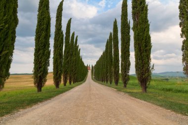 Tuscany manzara, güzel yeşil tepeler ve servi ağacı satır sp