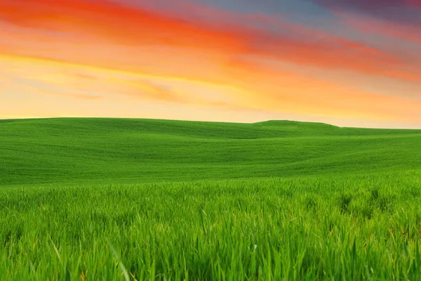 Toscana paisaje, hermosas colinas verdes primavera al amanecer —  Fotos de Stock