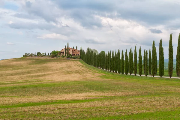 Тосканский пейзаж, красивые зеленые горки и ряд кипарисовых деревьев sp — стоковое фото