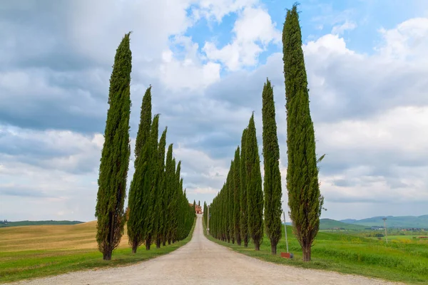 Тосканский пейзаж, красивые зеленые горки и ряд кипарисовых деревьев sp — стоковое фото