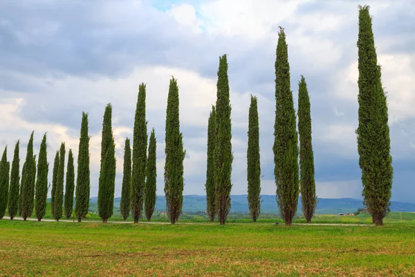 Toskánsko – krajiny, krásnými zelenými kopci a cypress tree řada sp — Stock fotografie